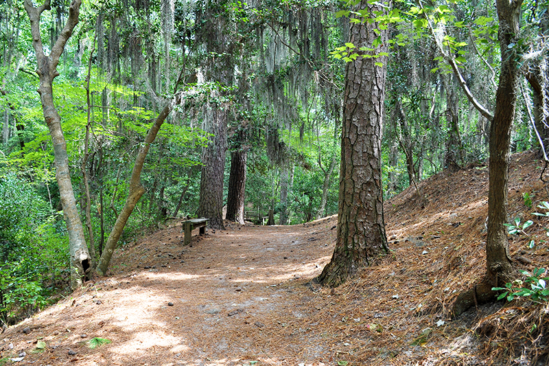 Path,In,The,Forest,,First,Landing,State,Park,,Virginia,Beach,