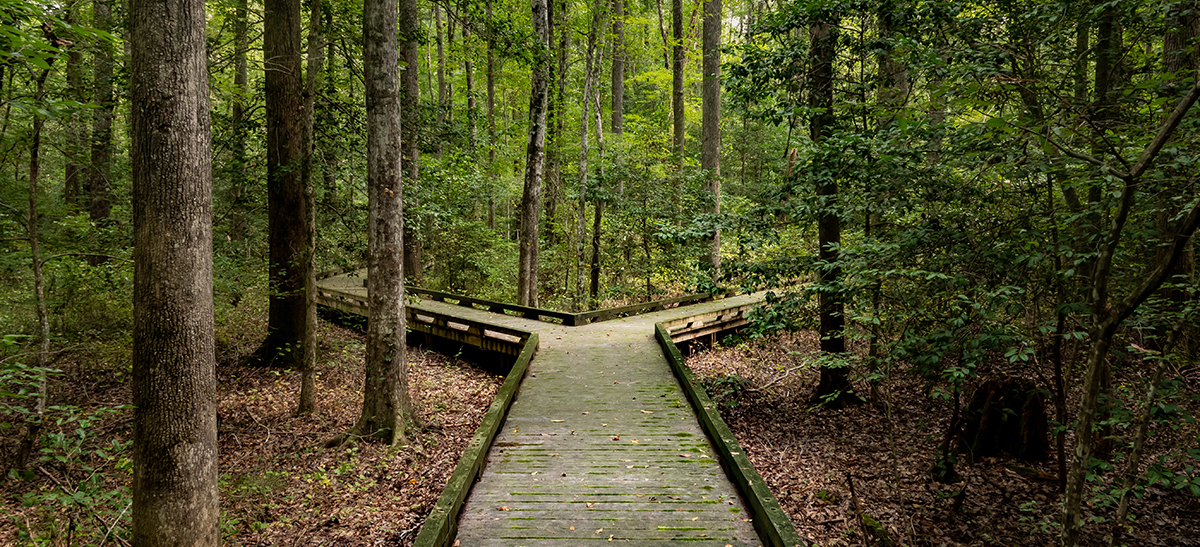 Concept,Of,Decision,Or,Choice,Using,A,Wooden,Boardwalk,In