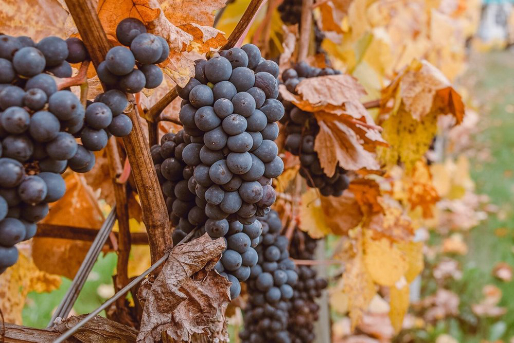 Southern Hemisphere Wine Tasting