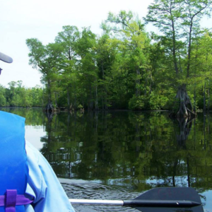 kayak Great Dismal Swamp Lake Drummond